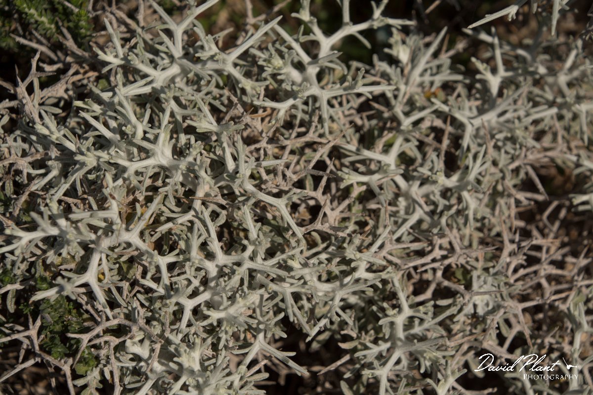 DPPhotography - Crete - Centaurea spinosa - A.jpg - Centaurea spinosa