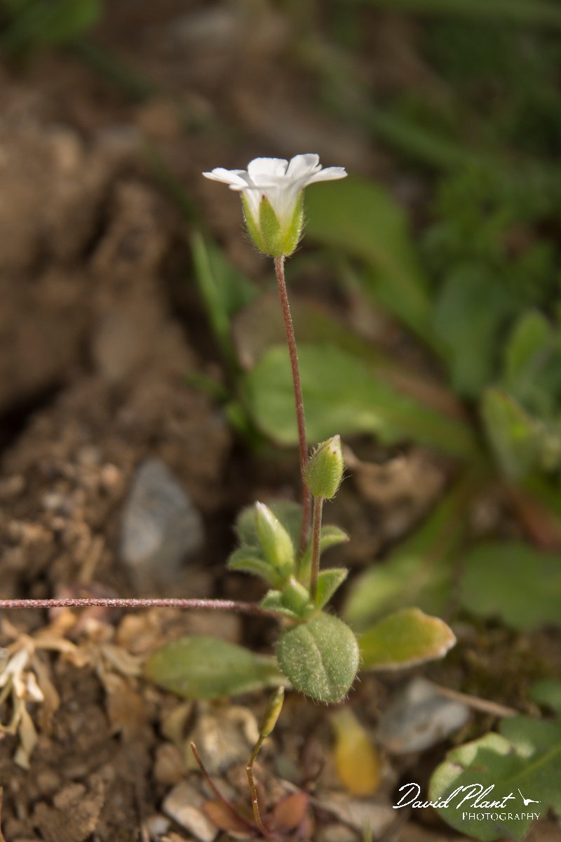 DPPhotography - Crete - Cerastium scaposum - A.jpg - Cerastium scaposum
