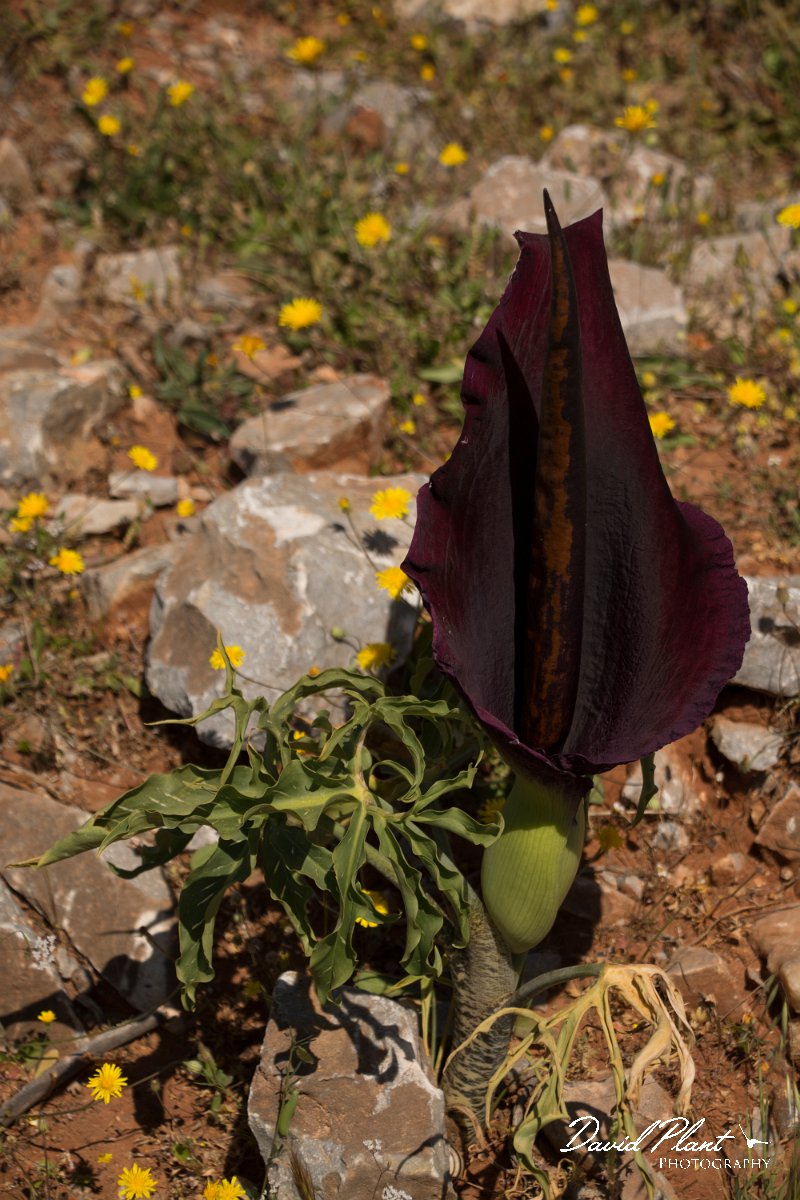 DPPhotography - Crete - Dracunculus vulgaris - A.jpg - Dracunculus vulgaris