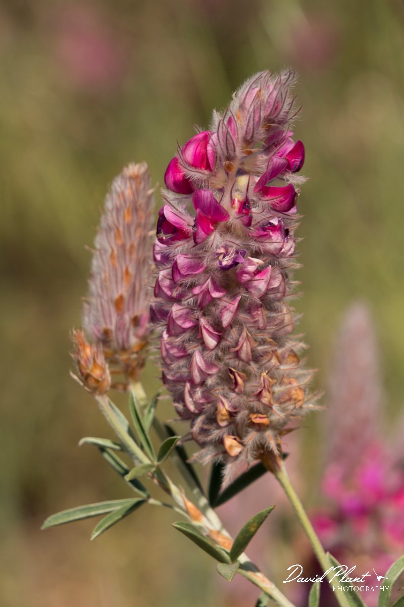 DPPhotography - Crete - Ebenus cretica - A.jpg - Ebenus cretica