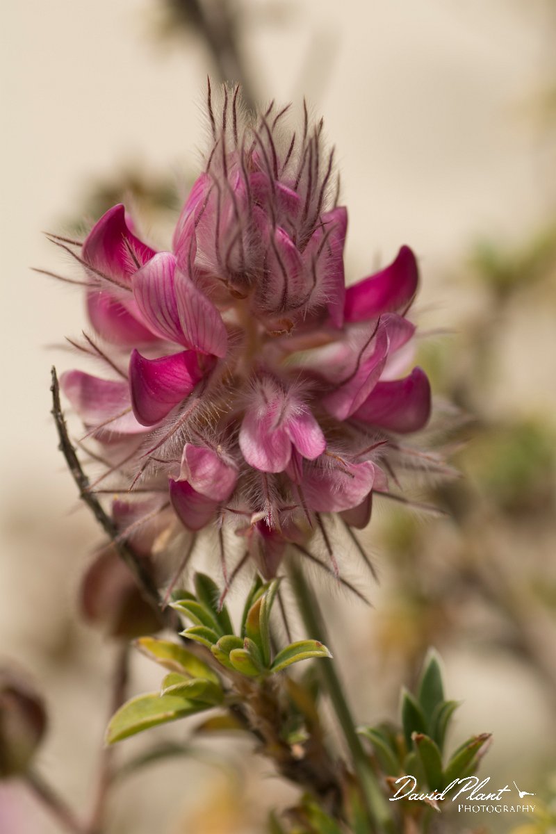 DPPhotography - Crete - Ebenus creticus - B.jpg - Ebenus cretica