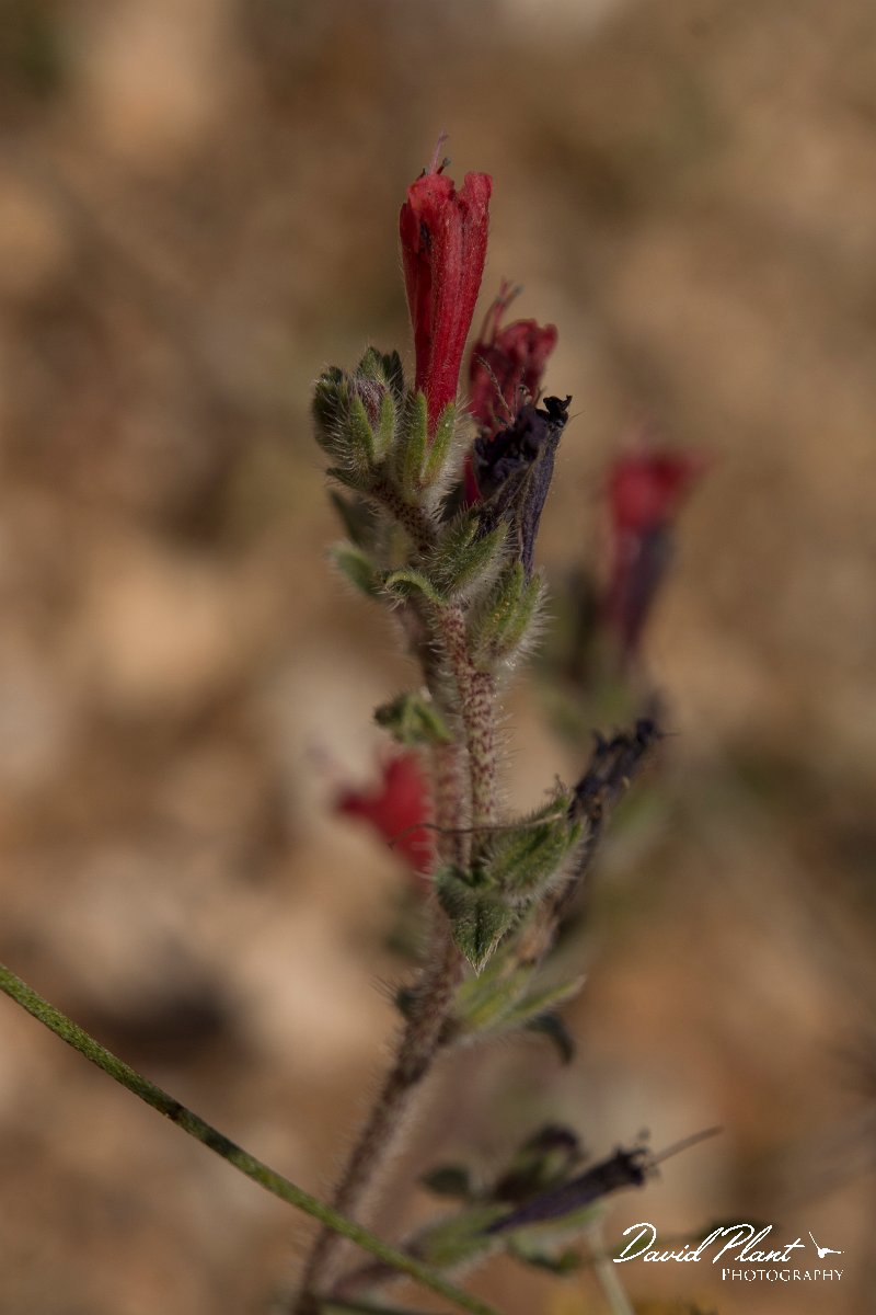 DPPhotography - Crete - Echium angustifolium - B.jpg - Narrow-leaved bugloss - Echium angustifolium