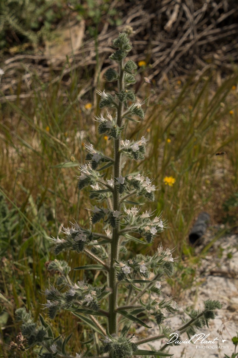 DPPhotography - Crete - Echium italicum biebersteinii - A.jpg - Italian viper's bugloss - Echium italicum biebersteinii