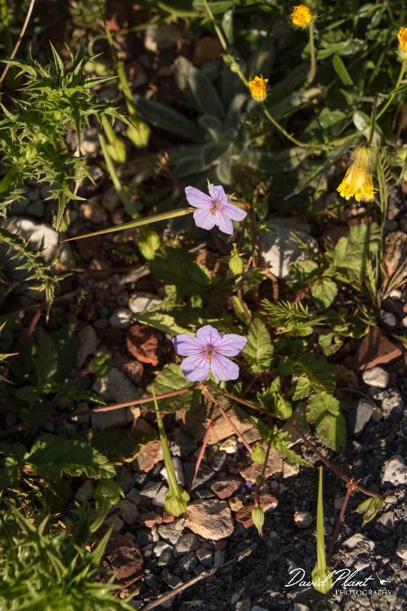 DPPhotography - Crete - Erodium gruinum - A.jpg - Erodium gruinum