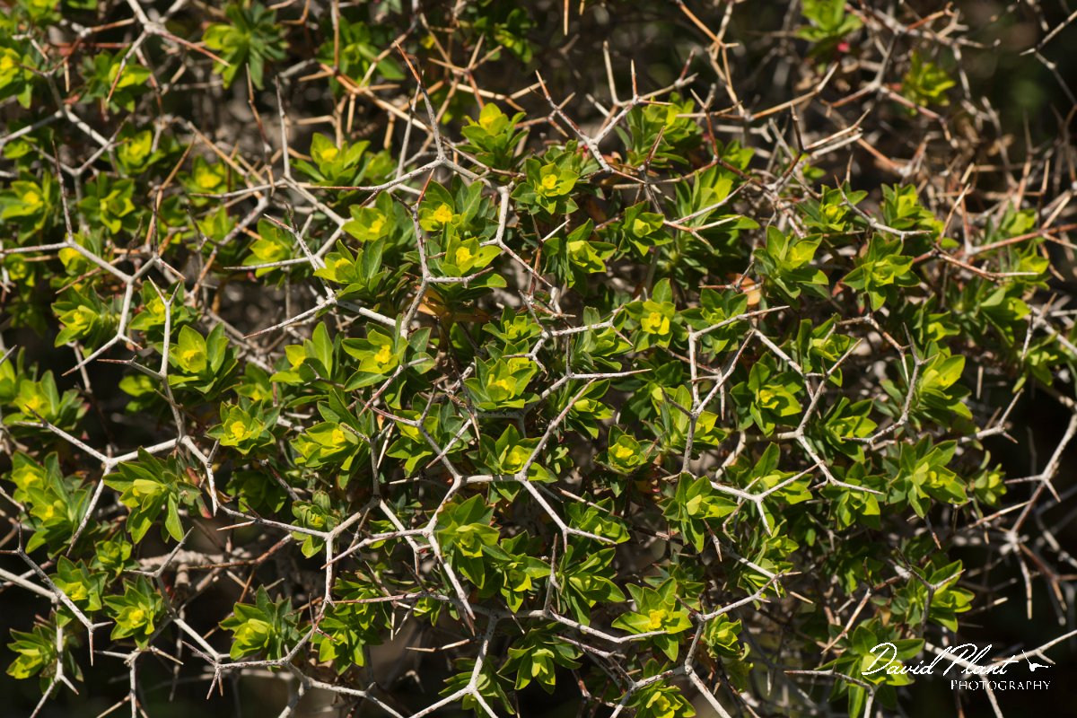 DPPhotography - Crete - Euphorbia acanthothamnos - D.jpg - Euphorbia acanthothamnos
