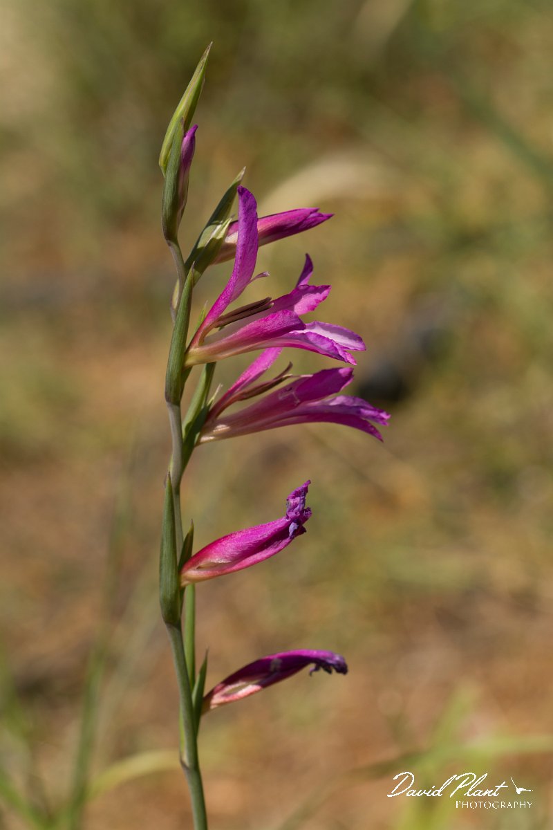 DPPhotography - Crete - Gladiolus italicus - A.jpg - Field gladiolus - Gladiolus italicus