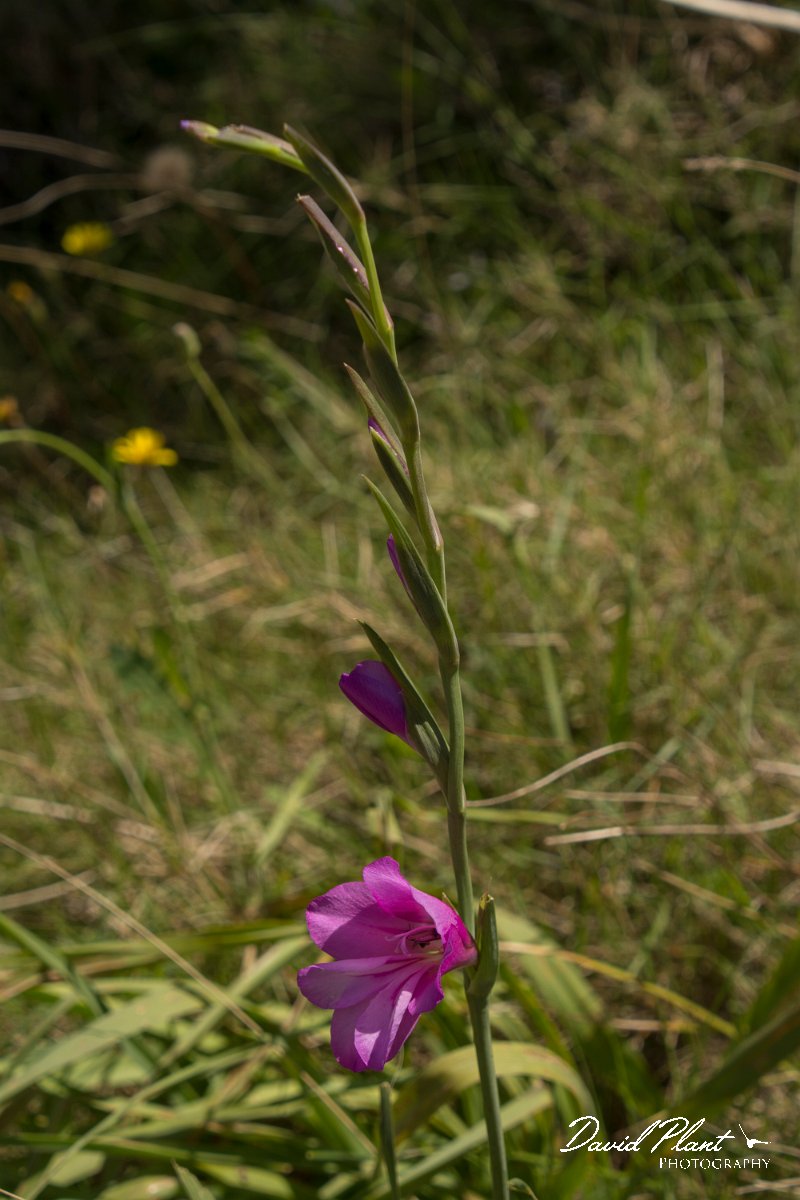 DPPhotography - Crete - Gladiolus italicus - D.jpg - Field gladiolus - Gladiolus italicus