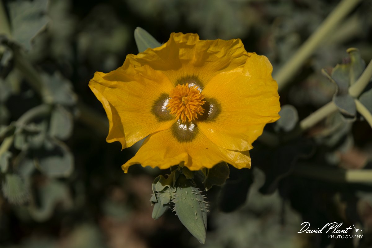 DPPhotography - Crete - Glaucium flavum - B.jpg - Yellow horned poppy - Glaucium flavum