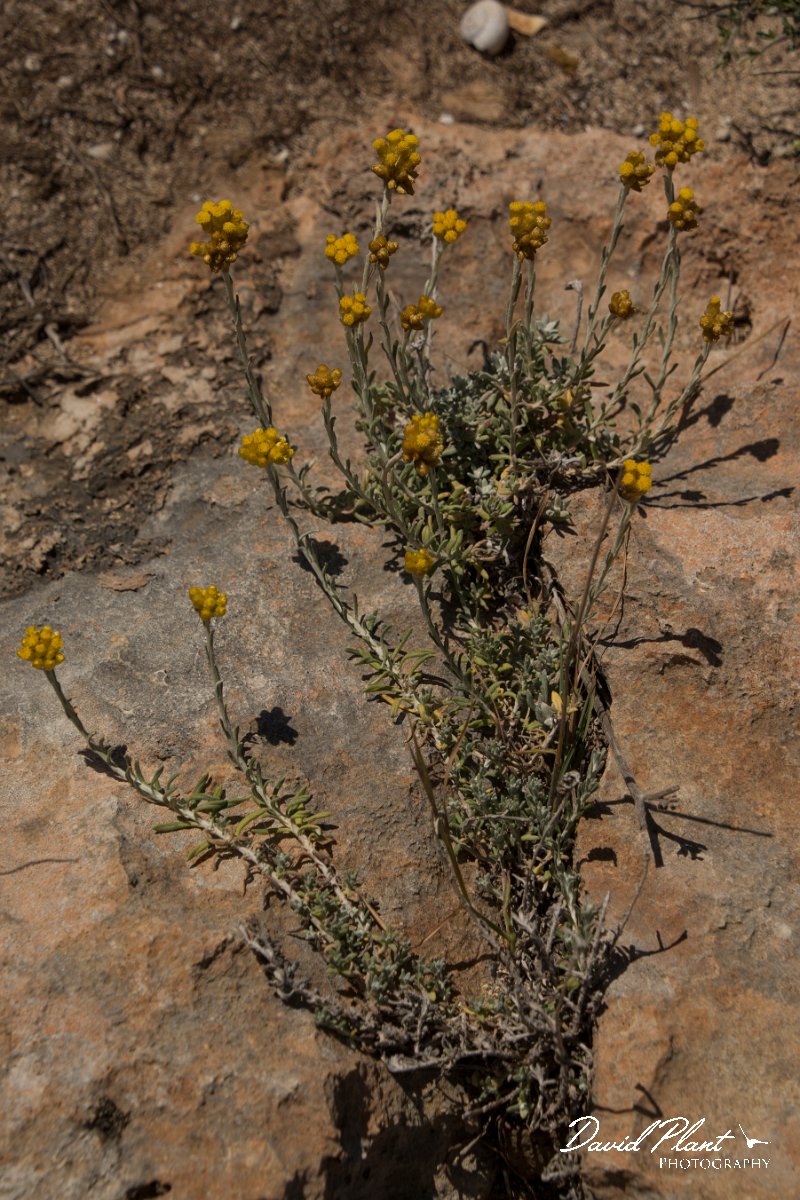 DPPhotography - Crete - Helichrysum conglobatum - A.jpg - Helichrysum conglobatum