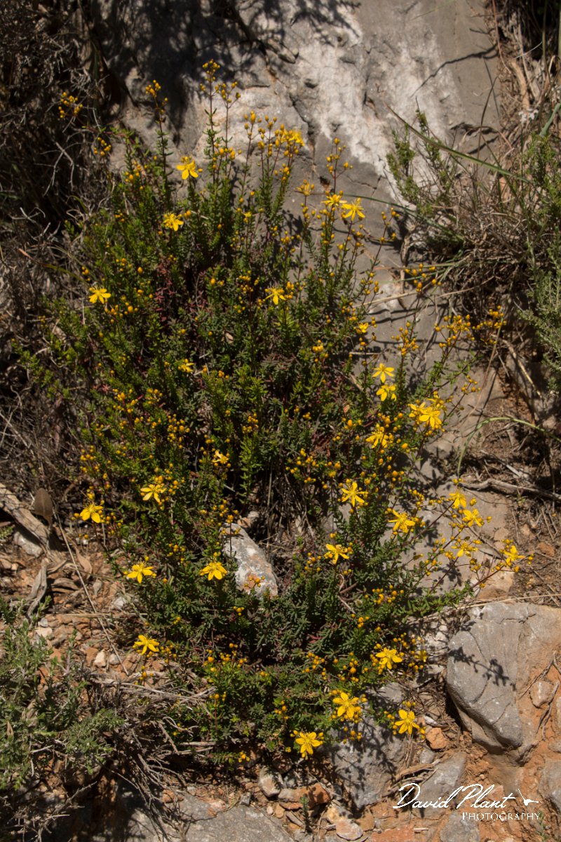 DPPhotography - Crete - Hypericum empetrifolium - A.jpg - Hypericum empetrifolium