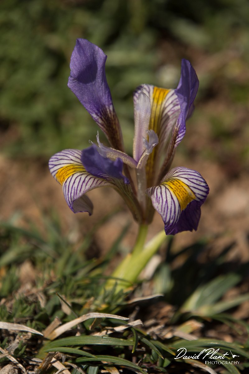 DPPhotography - Crete - Iris unguicularis cretensis - A.jpg - Cretan iris - Iris unguicularis cretensis