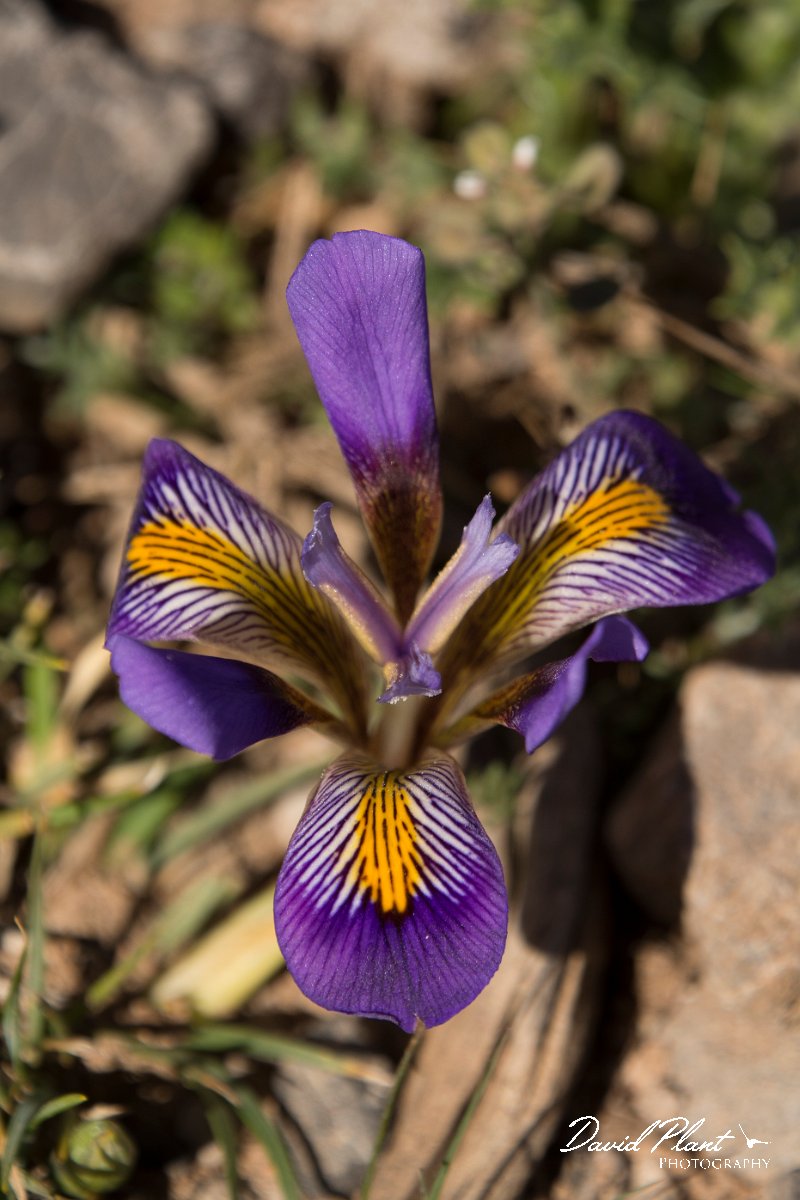 DPPhotography - Crete - Iris unguicularis cretensis - B.jpg - Cretan iris - Iris unguicularis cretensis