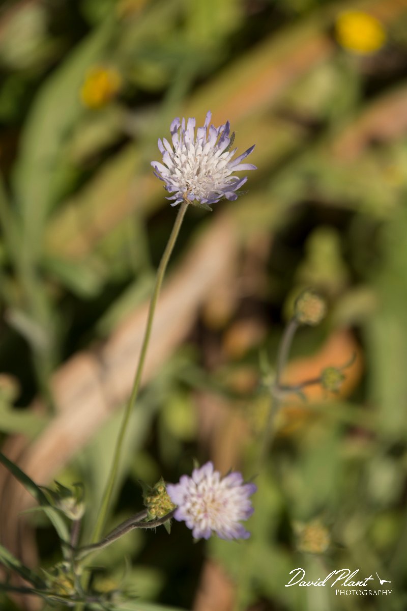 DPPhotography - Crete - Knautia integrifolia - A.jpg - Knautia integrifolia
