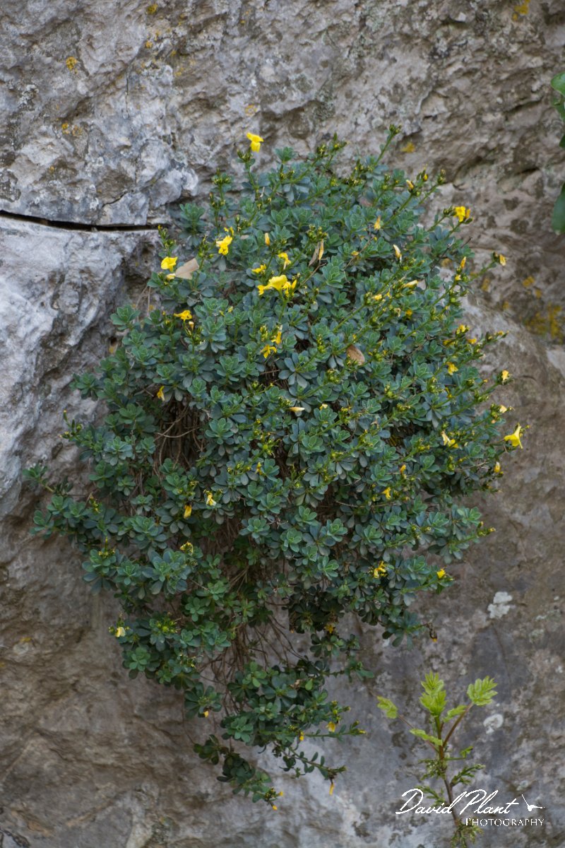 DPPhotography - Crete - Linaria arboreum - A.jpg - Linum arboreum