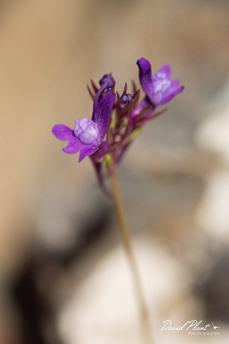 DPPhotography - Crete - Linaria pelisseriana - B.jpg - Linaria pelisseriana