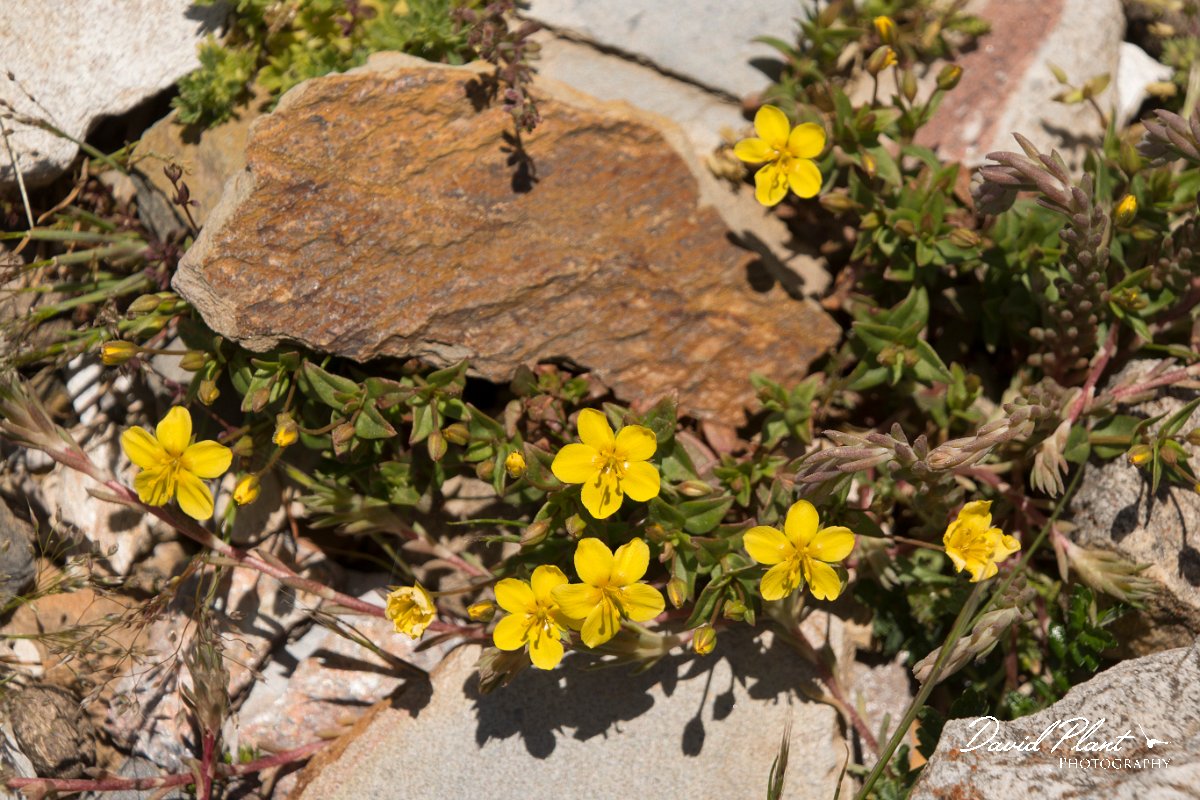 DPPhotography - Crete - Lysimachia seryllifolia - A.jpg - Lysimachia serpyllifolia