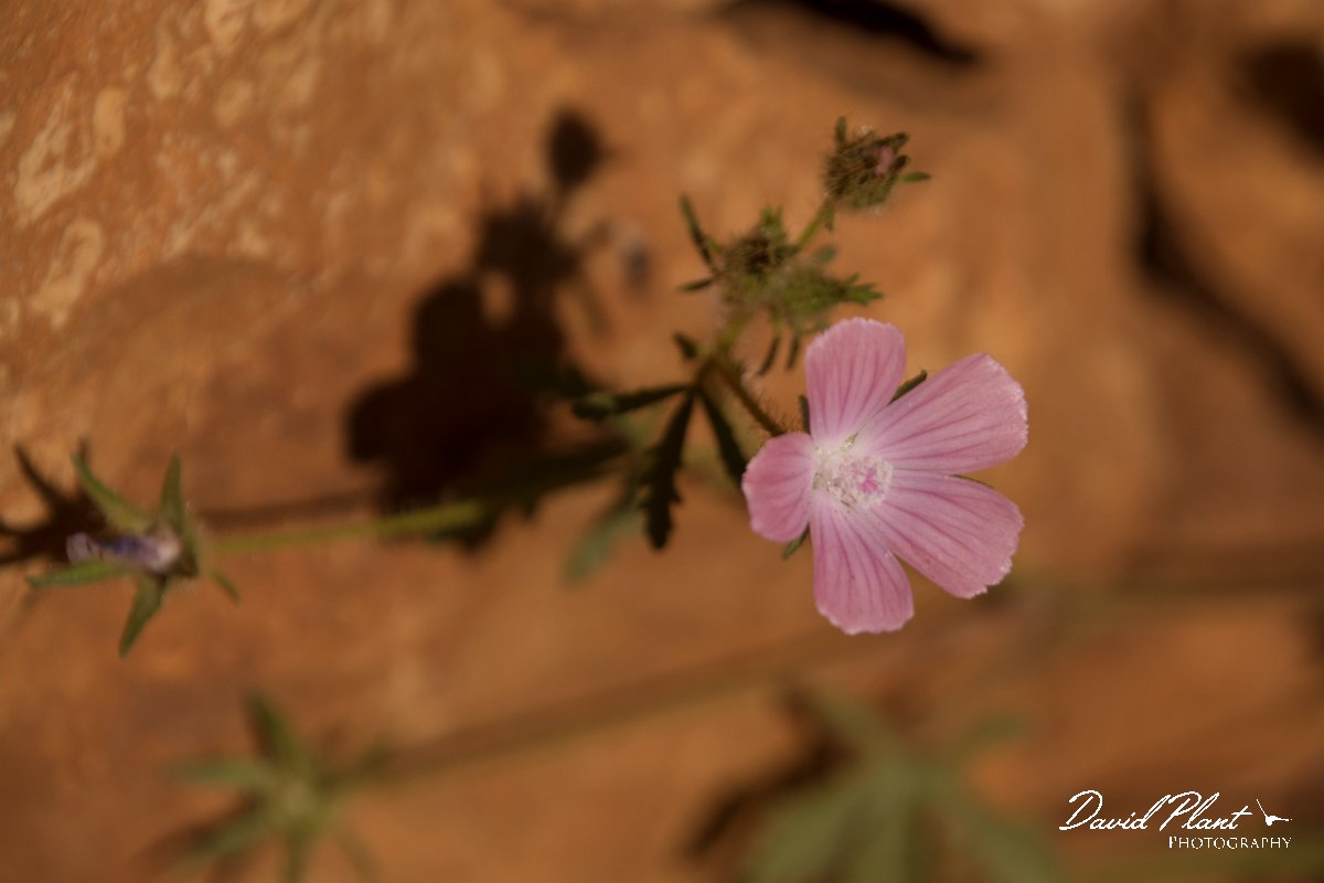 DPPhotography - Crete - Malva cretica - A.jpg - Malva cretica