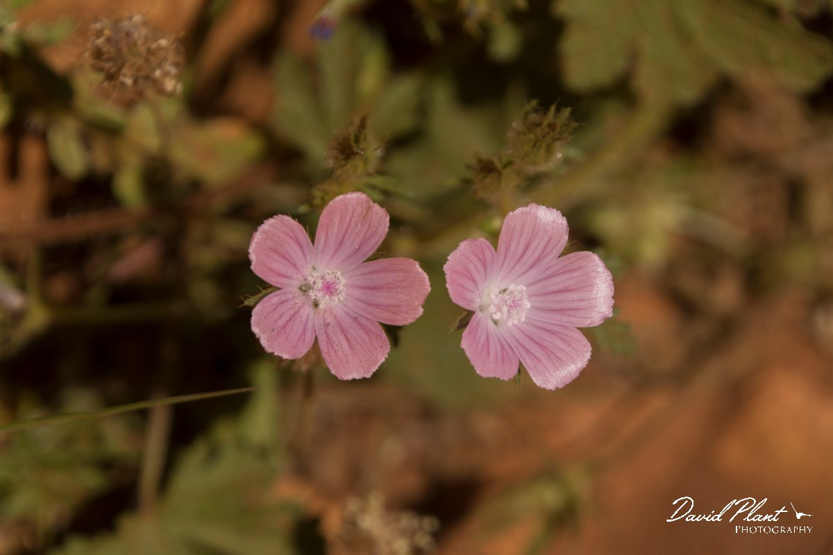 DPPhotography - Crete - Malva cretica - B.jpg - Malva cretica