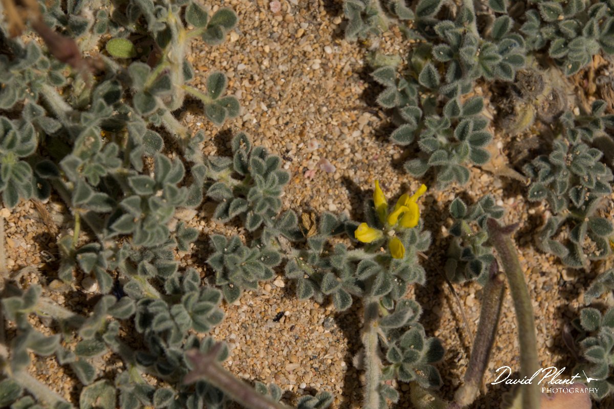 DPPhotography - Crete - Medicago marina - A.jpg - Medicago marina