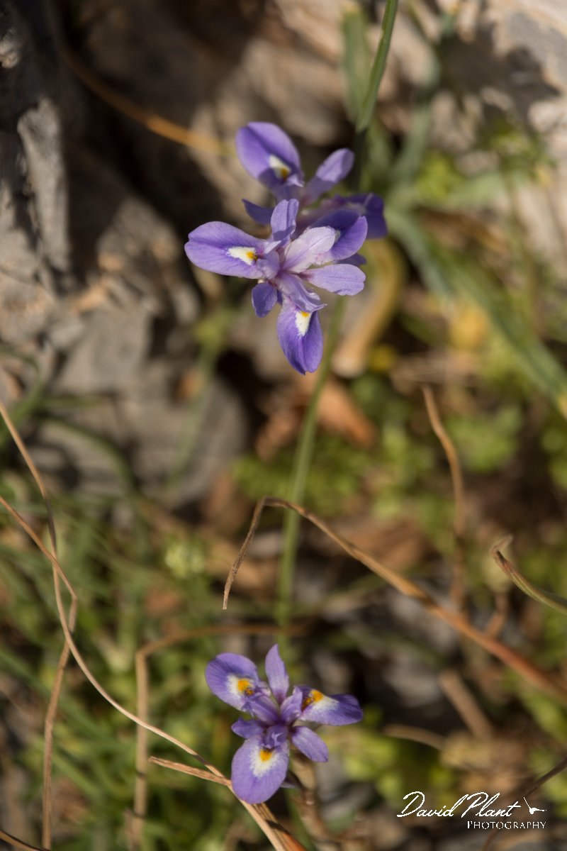 DPPhotography - Crete - Moraea mediterranea - A.jpg - Moraea mediterranea