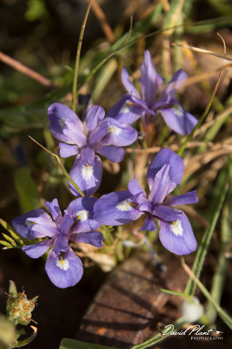 DPPhotography - Crete - Moraea mediterranea - E.jpg - Moraea mediterranea