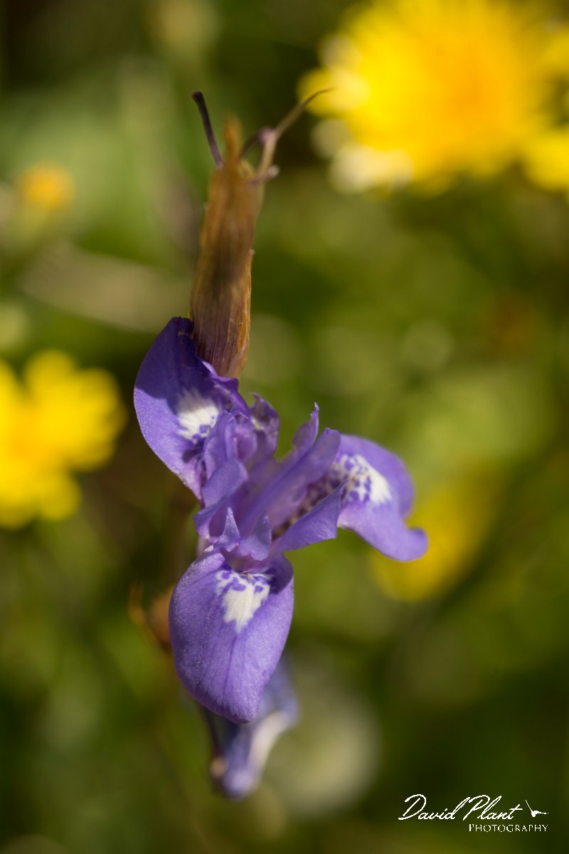 DPPhotography - Crete - Moraea sisyrinchium - A.jpg - Moraea sisyrinchium