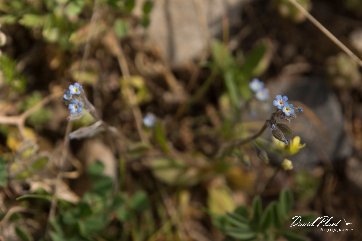 DPPhotography - Crete - Myosotis incrassata - A.jpg - Myosotis incrassata