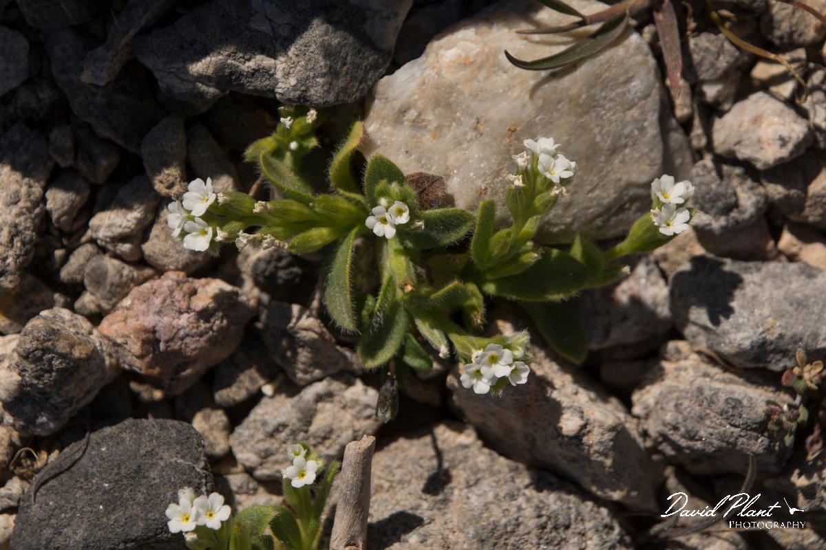 DPPhotography - Crete - Myosotis litoralis - A.jpg - Myosotis litoralis