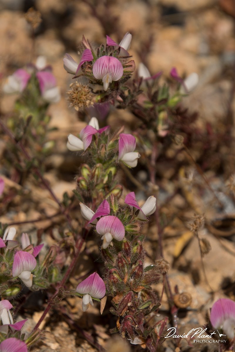 DPPhotography - Crete - Ononis reclinata - A.jpg - Ononis reclinata