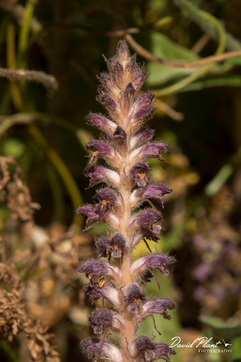 DPPhotography - Crete - Orobanche pubescens - B.jpg - Orobanche pubescens