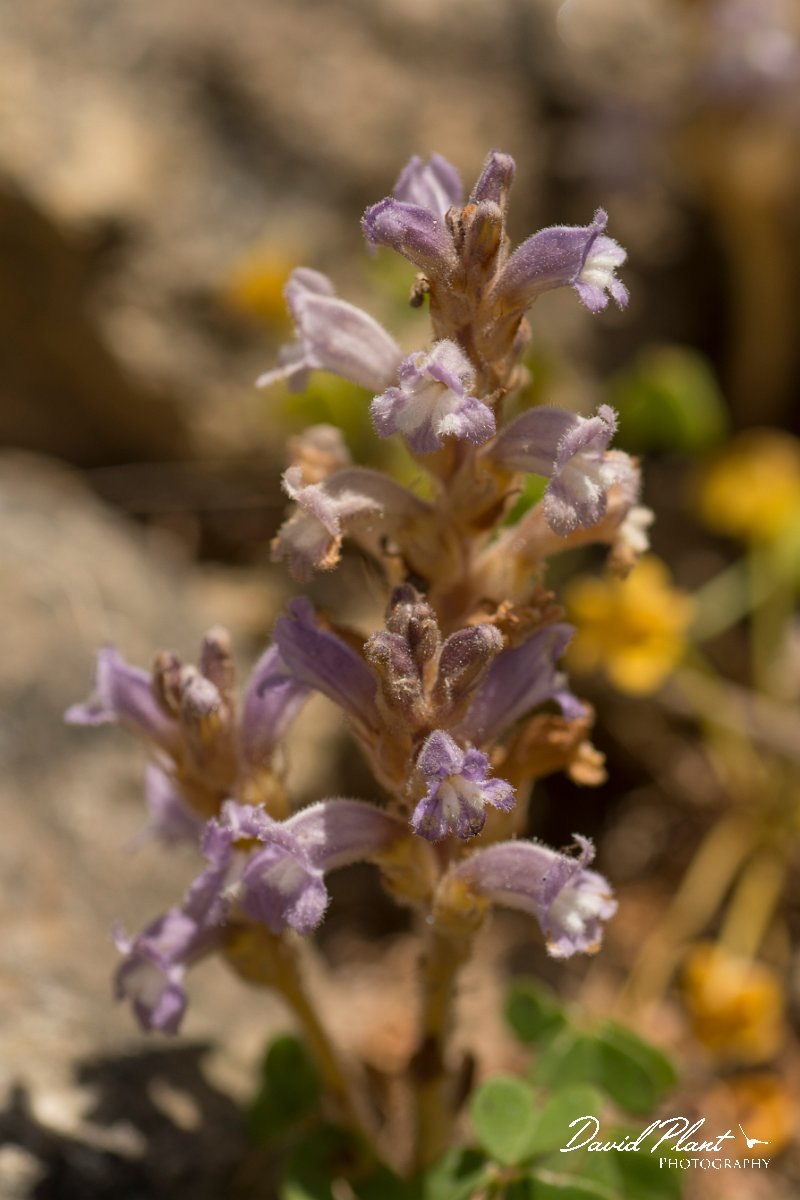 DPPhotography - Crete - Orobanche ramosa - C.jpg - Orobanche ramosa
