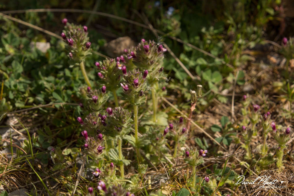 DPPhotography - Crete - Parentucellia latifolia - A.jpg - Parentucellia latifolia