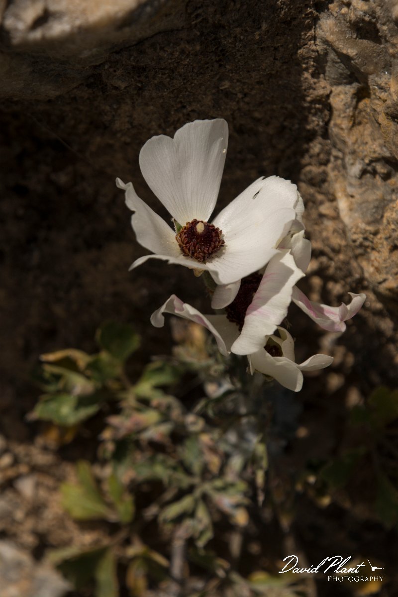 DPPhotography - Crete - Ranunculus asiaticus - B.jpg - Ranunculus asiaticus