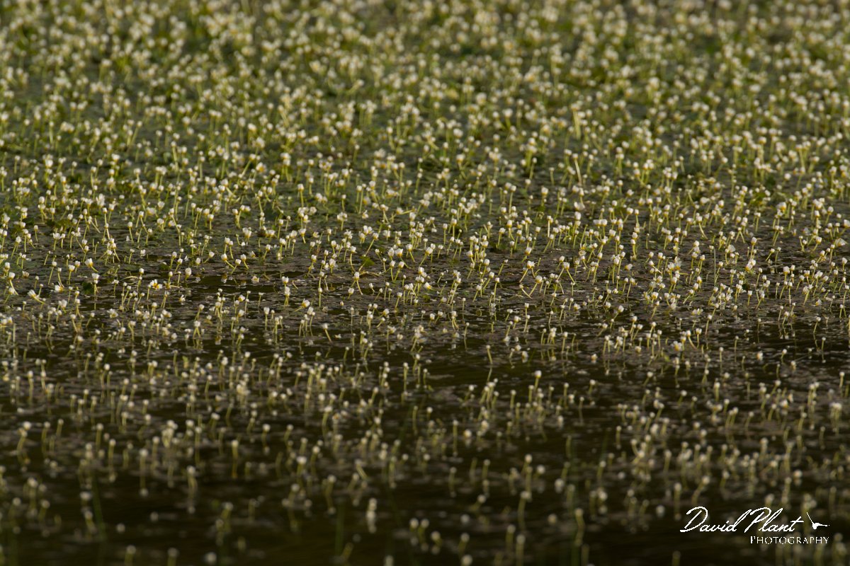 DPPhotography - Crete - Ranunculus peltatus - A.jpg - Pond water crowfoot - Ranunculus peltatus