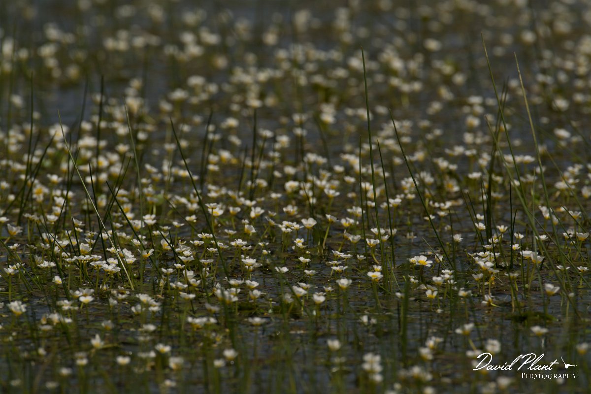 DPPhotography - Crete - Ranunculus peltatus - B.jpg - Pond water crowfoot - Ranunculus peltatus
