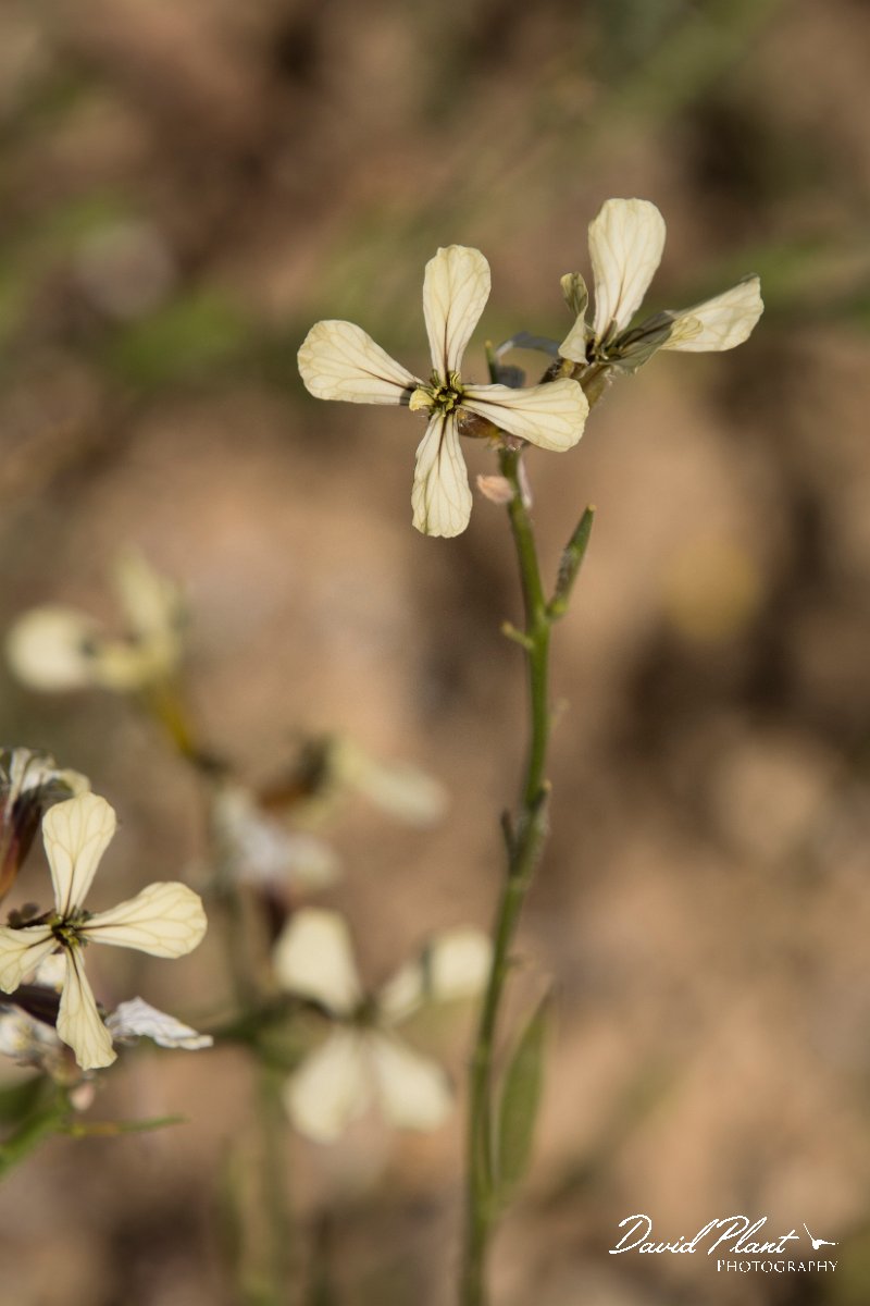 DPPhotography - Crete - Raphanus raphanistrum - A.jpg - Raphanus raphanistrum