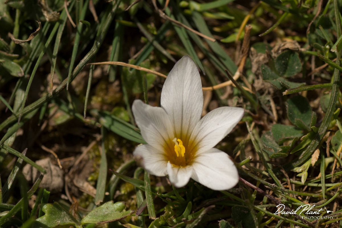 DPPhotography - Crete - Romulea bulbocodium - A.jpg - Romulea bulbocodium