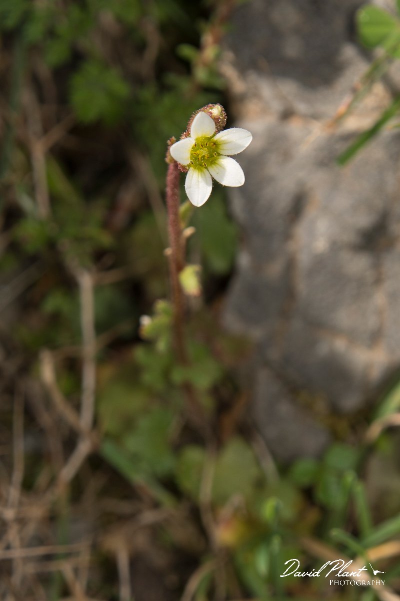 DPPhotography - Crete - Saxifraga carpentana graeca - B.jpg - Saxifraga carpentana graeca