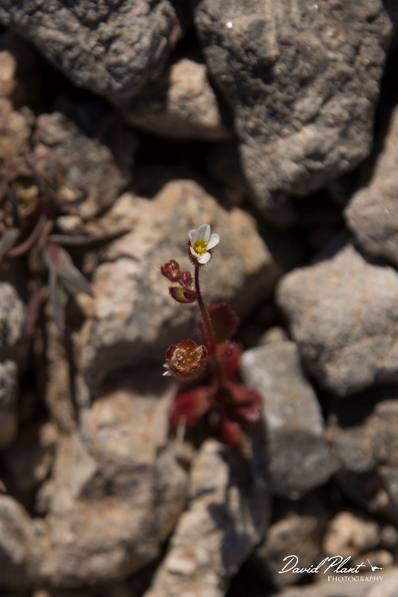 DPPhotography - Crete - Saxifraga tridactylites - A.jpg - Saxifraga tridactylites