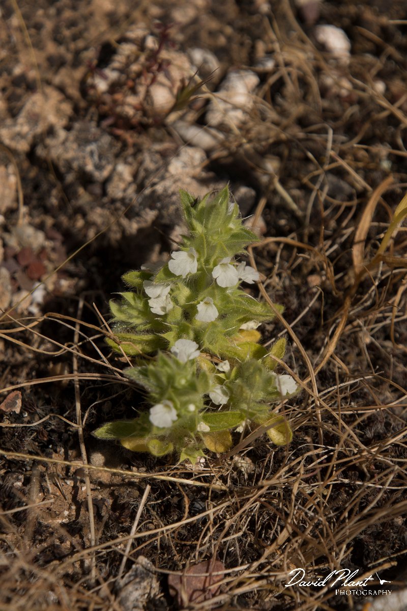 DPPhotography - Crete - Sideritis curvidens - A.jpg - Sideritis curvidens