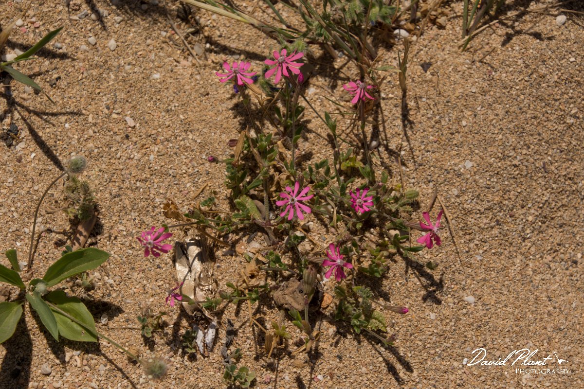 DPPhotography - Crete - Silene colorata - A.jpg - Silene colorata