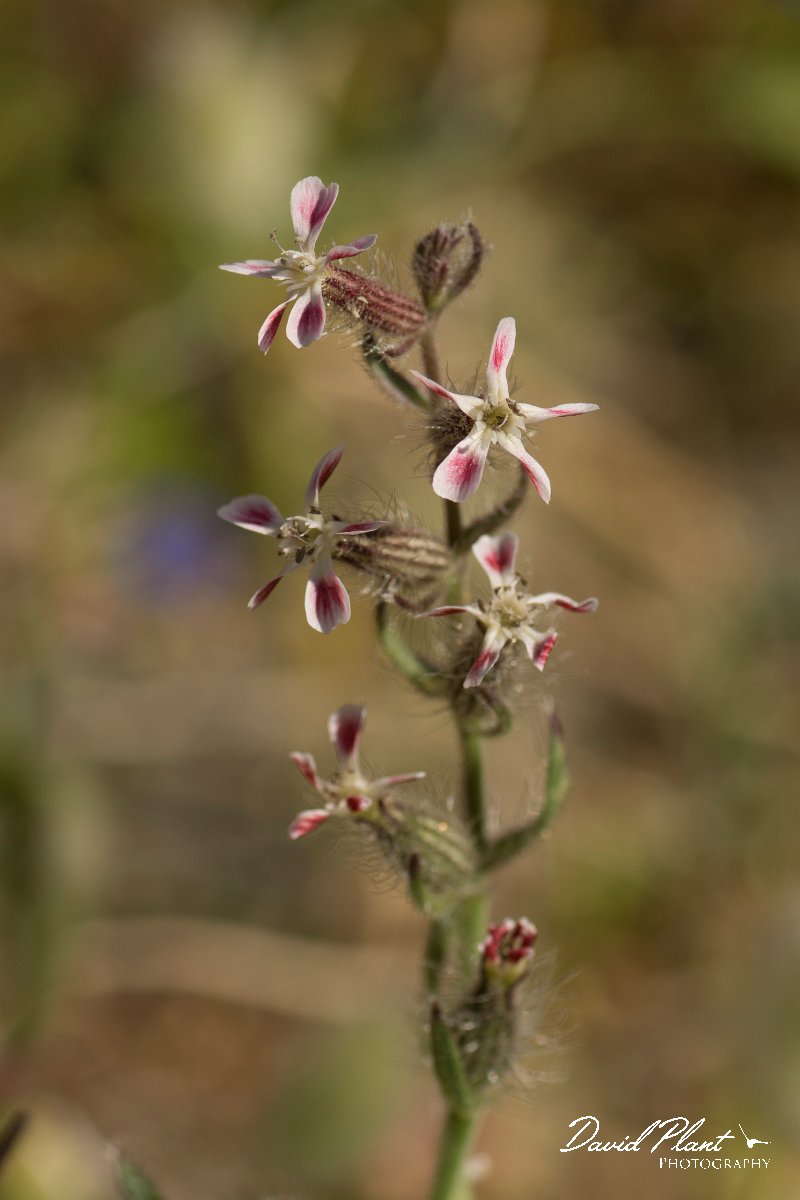 DPPhotography - Crete - Silene gallica - A.jpg - Small-flowered catchfly - Silene gallica