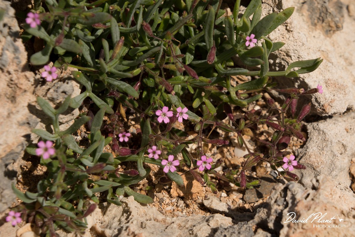 DPPhotography - Crete - Silene sedoides - B.jpg - Silene sedoides