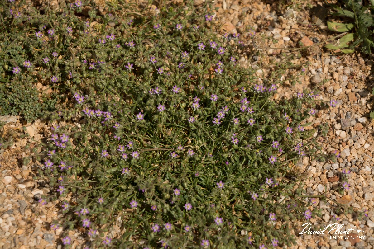 DPPhotography - Crete - Spergularia bocconei - A.jpg - Spergularia bocconei