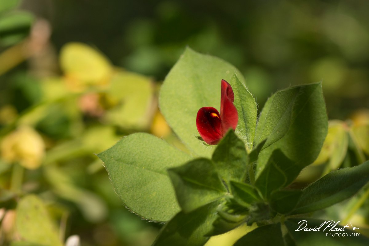 DPPhotography - Crete - Tetragonolobus purpureus - A.jpg - Winged pea - Tetragonolobus purpureus