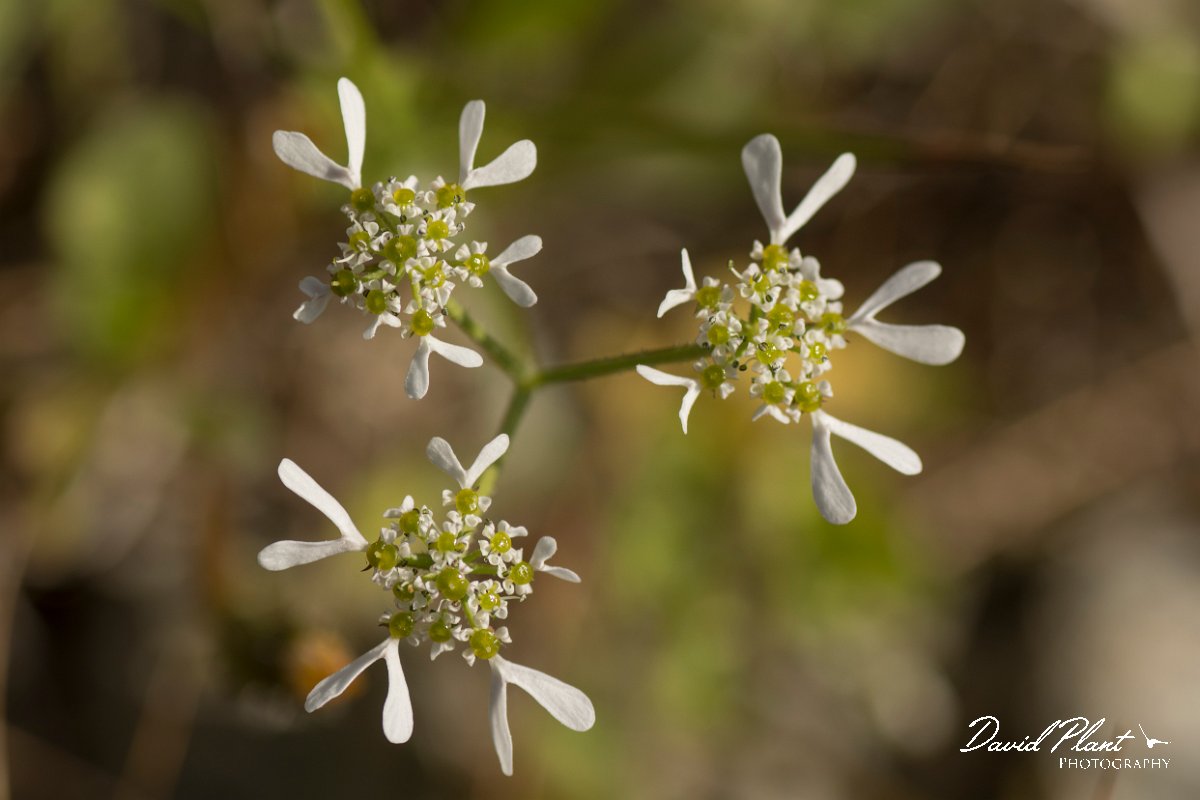 DPPhotography - Crete - Tordylium apulum - A.jpg - Tordylium apulum