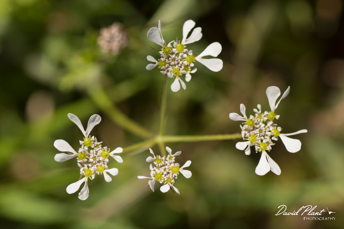 DPPhotography - Crete - Tordylium apulum - B.jpg - Tordylium apulum