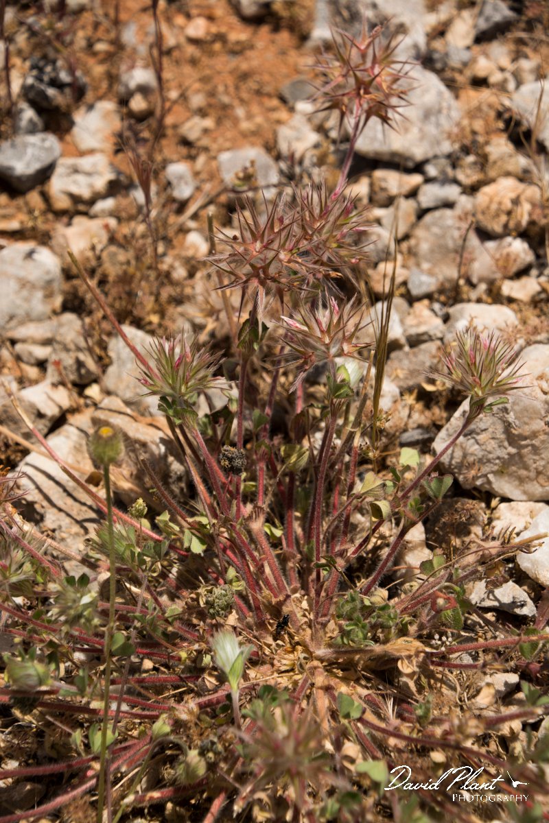 DPPhotography - Crete - Trifolium stellatum - A.jpg - Trifolium stellatum