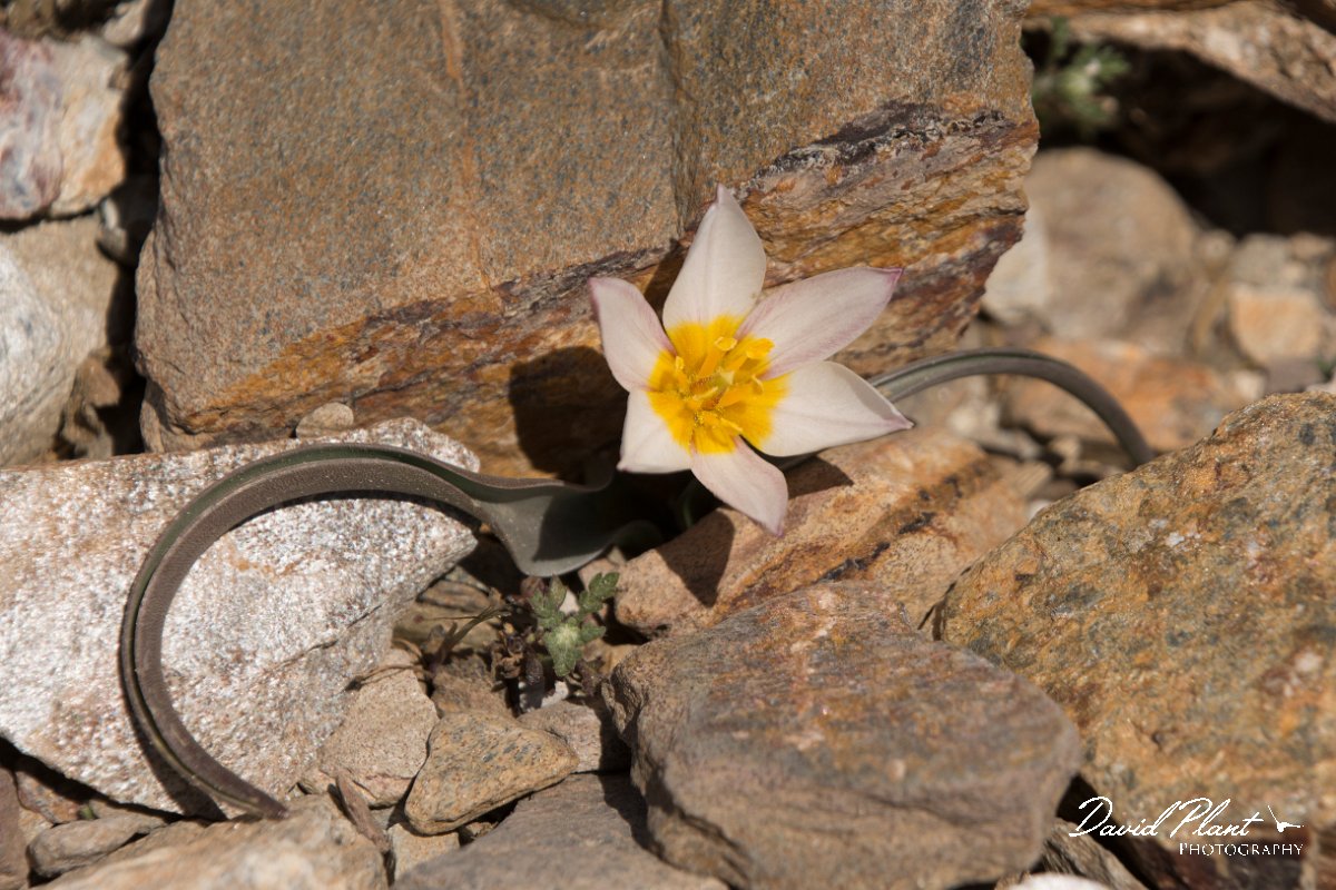 DPPhotography - Crete - Tulipa cretica - B.jpg - Tulipa cretica