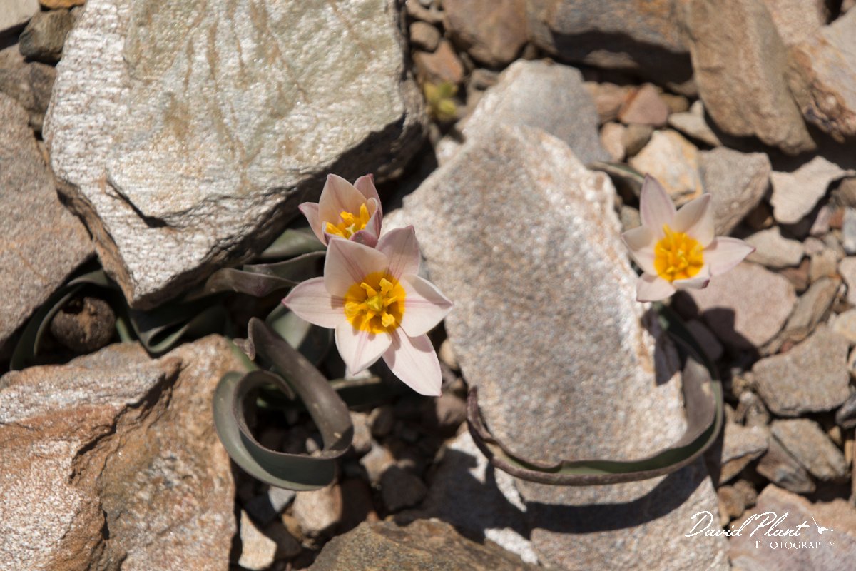DPPhotography - Crete - Tulipa cretica - C.jpg - Tulipa cretica